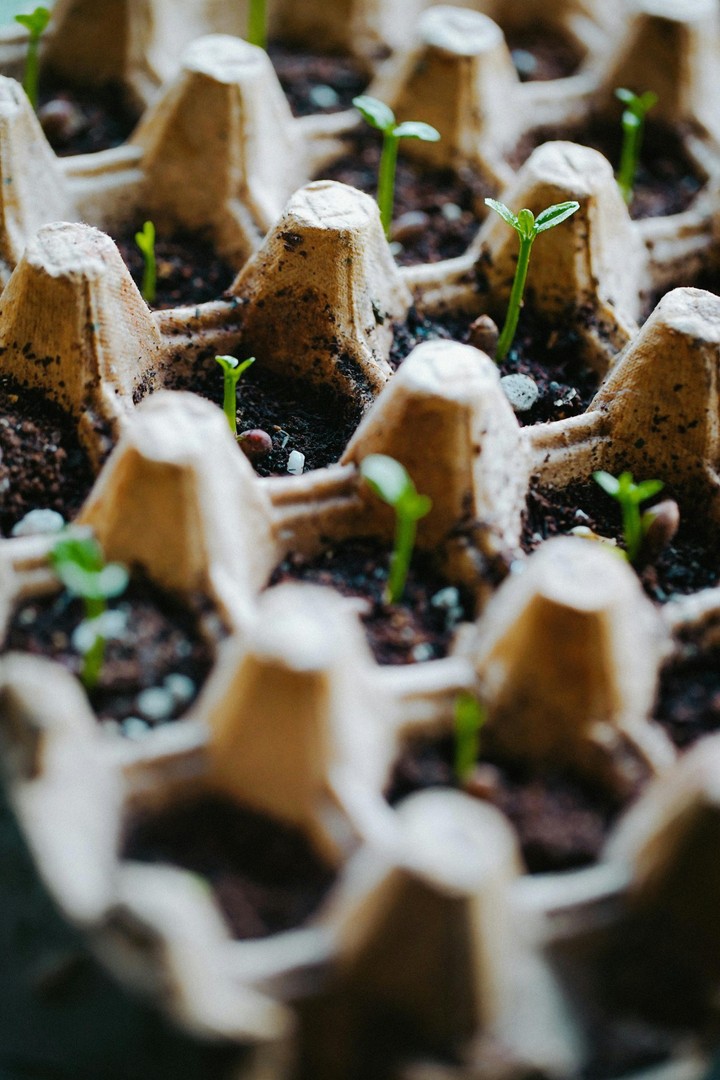 Predpestovanie priesad